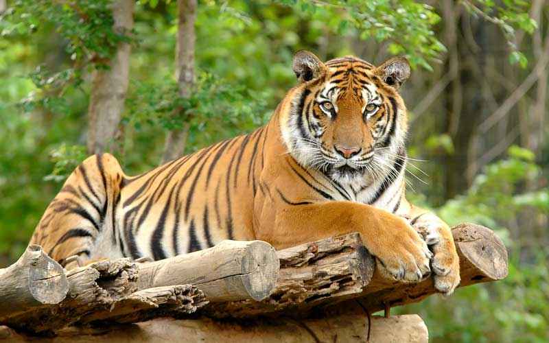 Royal Bengal tiger resting on wooden logs in the Nagarjunasagar-Srisailam Tiger Reserve, surrounded by dense forest greenery, highlighting wildlife conservation in the Nallamala Hills