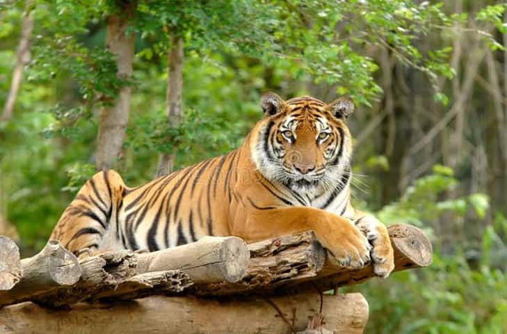 Nallamala Forest & Tiger Reserve