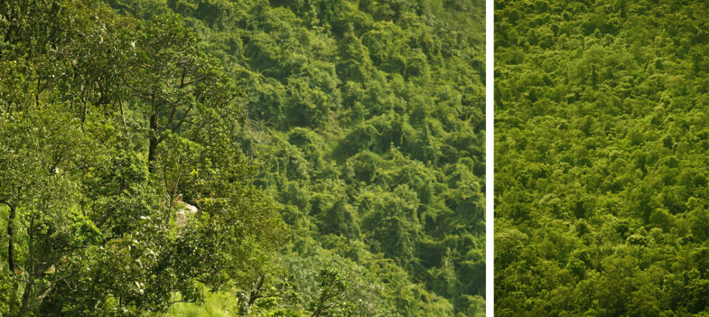 Dense green canopy of Nallamala Forest, showcasing the thick foliage, biodiversity, and untouched wilderness of the Farahabad View Point
